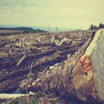 Deforestation scene at a logging site