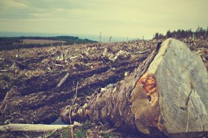 Deforestation scene at a logging site