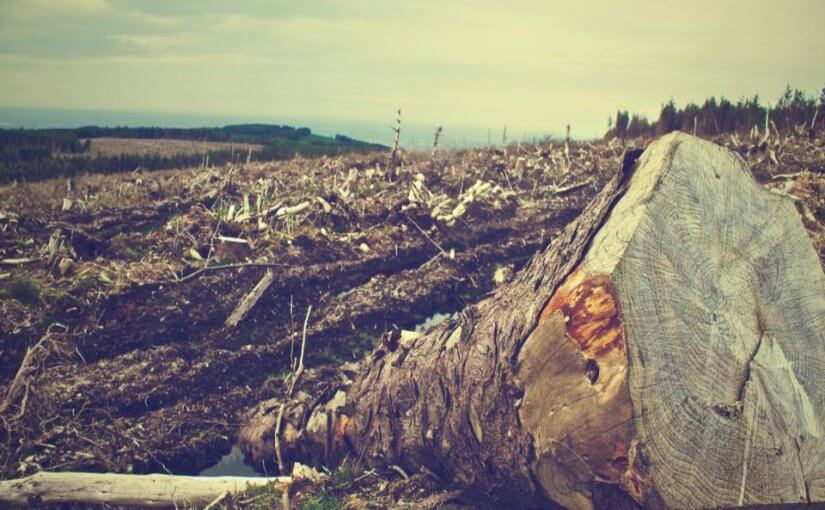 Deforestation scene at a logging site