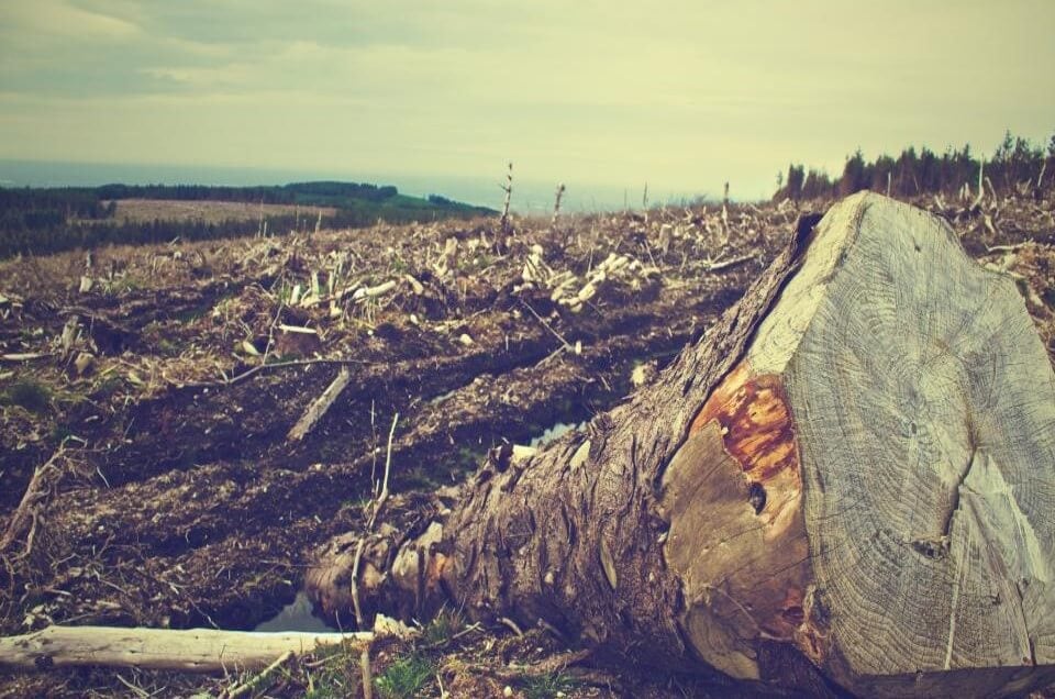 Deforestation scene at a logging site